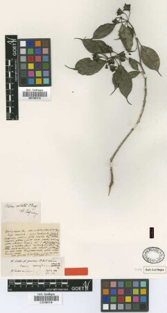 Blakea rostrata O.Berg ex Triana [type]