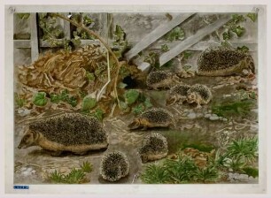 Igel