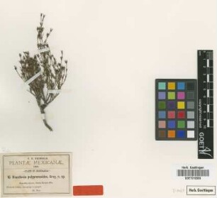 Houstonia polypremoides A.Gray [syntype]