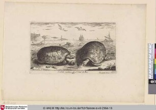 Testudo marina, La Tortue de Mer