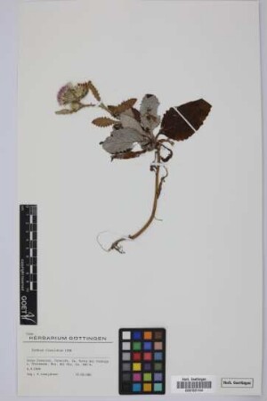 Carduus clavulatus Link