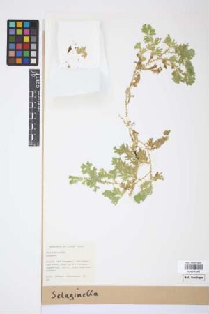 Selaginella P. Beauv.