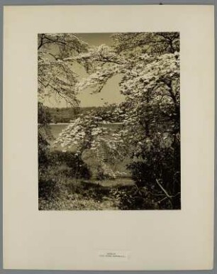 Hartriegel-Strauch in Cold Spring Harbor, Long Island
