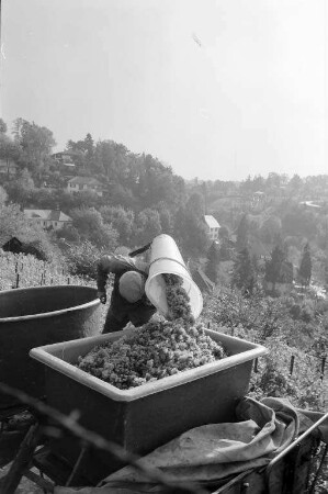 Weinlese der Staatlichen Rebveredelungsanstalt Durlach in den Rebhängen am Turmberg