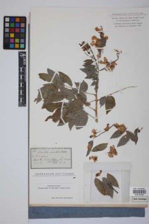 Gliricidia maculata (Humb., Bonpl. & Kunth)Steud.