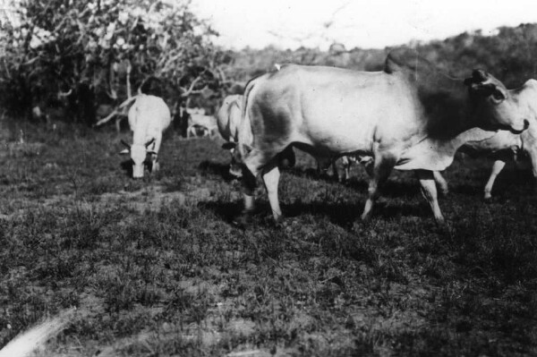 Zebu-Stier