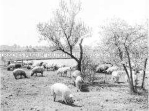 Schweinehaltung auf Schweineweiden in der LPG Krien