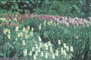 Tulpenbeet (vielleicht in Holland)