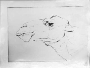 Dromedarkopf ? : Dromedarkopf ?. Kohlezeichnung (um 1935?; E. Richter)