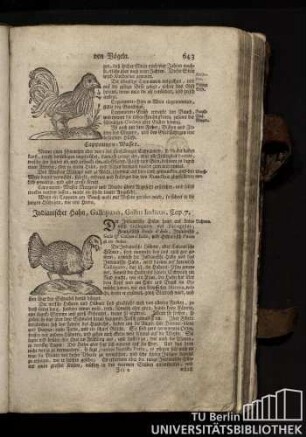 Cap. 7. Indianischer Hahn, Gallopavo, Gallus Indicus.
