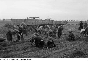 Erntehelfer des VEB Bau-Union und Bauern der LPG "Lützow" beim Kartoffellesen, im Hintergrund zwei Anhänger sowie ein IFA-Traktor RS01