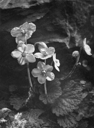 Felsenteller oder Ramondien (Ramonda), Pflanzengattung aus der Familie der Gesneriengewächse (Gesneriaceae)