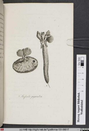 Serpula Gigantea.