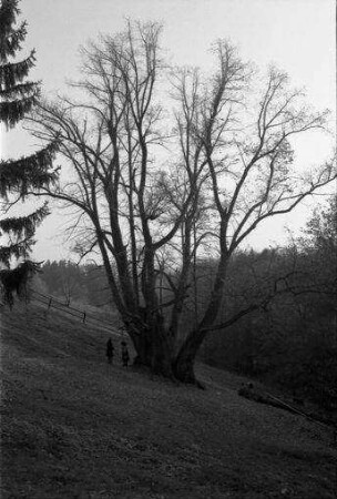 Wessobrunn: die 100-jährige Linde
