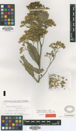 Vernonia pinguis Griseb. [syntype]
