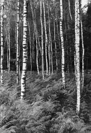 Oberlausitz, Birkenwald : Oberlausitz. Birkenwald in der Niederung bei Großgrabe