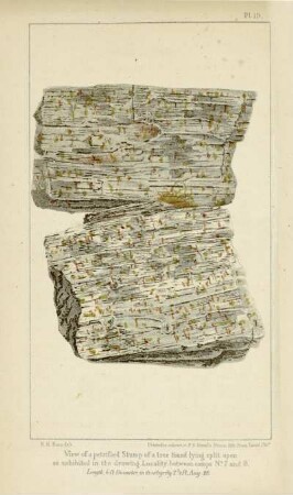 View of a petrified stump of a tree found lying split open