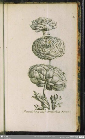 2. Ranunkel mit einer dreyfachen Krone