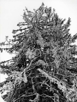 Äste mit Schnee oder Raureif