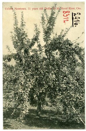 Hood River, Oregon. Yellow Newtown (American apple "Albermarle Pippin"), 11 years old