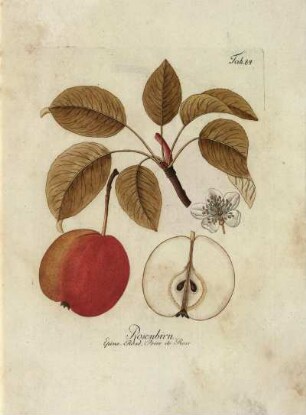 Tab. 84. Rosenbirn [...]