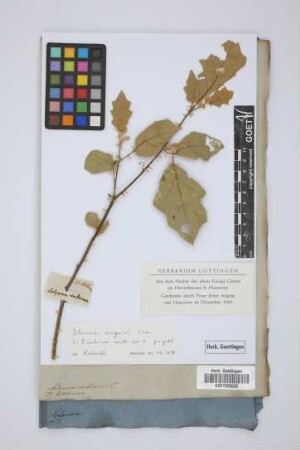 Solanum indicum L.