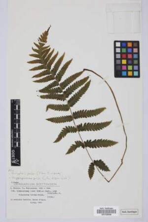 Gymnogramma lowei Hook. & Grev.