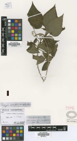 Acalypha cordifolia Hook.f. var. polyadenia Griseb.[type]