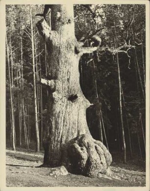 Hohe Rhön. Riesenbaum (etwa 1000 Jahre alt) in der Nähe des Dorfes Verlorenwasser