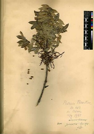 Anacardiaceae Pistacia palaestina Boissier, Edmond (1810 - 1885) [Hebron, Hevron, Habrun, Al-Chalil, El-Khalil]