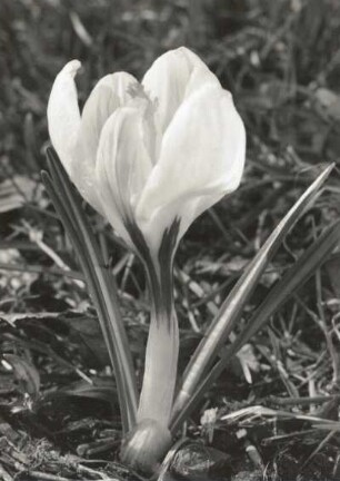 Schwertliliengewächse (Iridaceae). Frühlings-Krokus (Crocus albifloris), Einzelexemplar