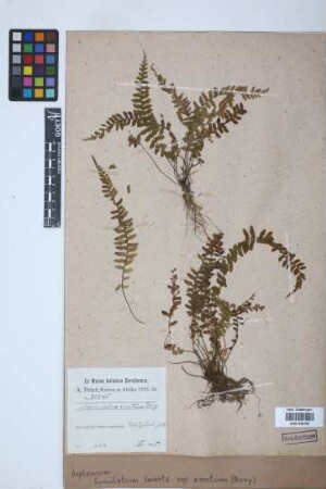 Asplenium lunulatum var. erectum (Bory ex Willd.) Baker