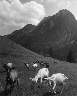Tiere. Ziegen auf einer Gebirgsweide