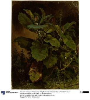 Blattpflanze mit weißen Blüten auf dunklem Grund. Solanum angulatum
