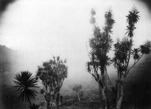 Vegetation