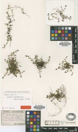 Arenaria achalensis Griseb. [type]