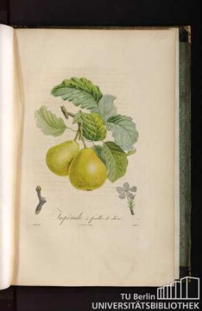 Pl. LI. Impériale à feuilles de chêne.