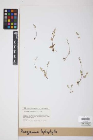 Anogramma leptophylla (L.) Link, 1841