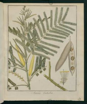 29r, Acacia Catechu