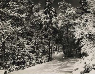 Winter. Tief verschneiter Wald bei Elend im Oberharz