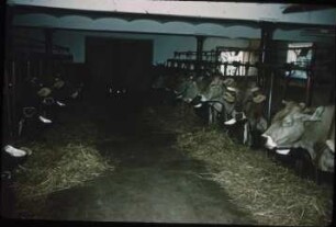 Fotografie: Milchviehhaltung, Anbindestall, Futtertisch, Futterkrippe