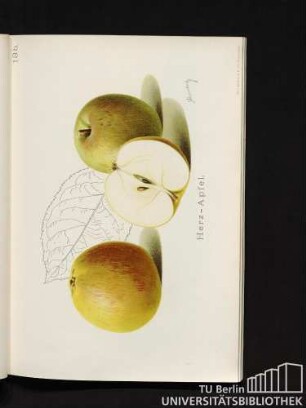 13b. Herz-Apfel.