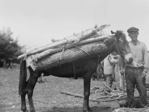 Transport von Holz auf einem Pferd