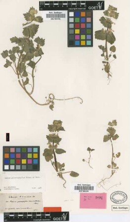 Lamium galactophyllum Boiss. & Reut. [type]