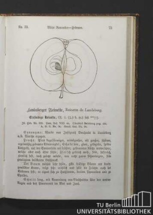 Nr. 33. Landsberger Reinette, Reinette de Landsberg.