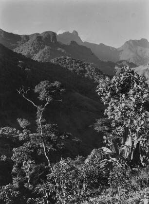 Bergwald : Dichte Vegetation im Norden der Uluguru-Berge