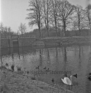 Mühlenteich: hinten links Mühlenwehr der Glinder Au: hinten rechts Baumreihe an Kupfermühlenweg: vorn rechts Schwan und weiteres Wassergeflügel im Wasser