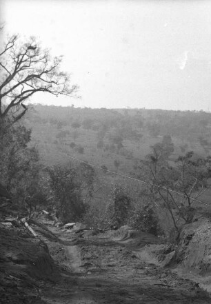 Landschaftsblick : Blick auf eine Graslandschaft mit Bäumen, im Vordergrund eine sandige Straße.