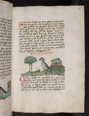 Turteltaube; (Teil III B: Von den Vögeln)