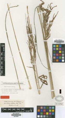 Carex seditiosa Steud. ex Boott [isotype]